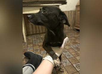 ⭐️Fidelia⭐️, Schmusekönigin, Hündin, 2 Jahre, 30 cm, Mischling, Tierschutz