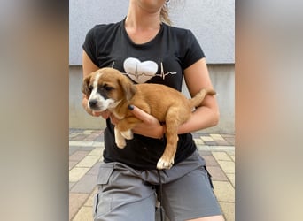 Rizsa sucht ein Zuhause voller Liebe