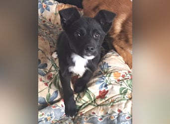 Jossie sucht ihr Für-immer-Zuhause
