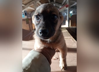 ⭐️Phaja⭐️, reizendes Mini-Mädchen, Welpe, 8 Monate, 31 cm, Mischling, Tierschutz