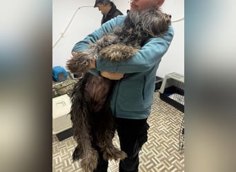 ⭐️Iffi⭐️, entspannte Hündin, 2 Jahre, 30 cm, Mischling, Tierschutz