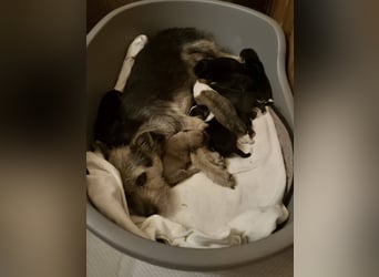 Welpenhündin 890545 sucht ihr eigenes Zuhause