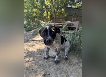 Rocky sucht sein Für Immer Zuhause