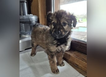 Welpenmädchen 273763 möchte gerne bei DIR einziehen!