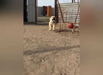 Kleiner Schatz Nash sucht großes Glück