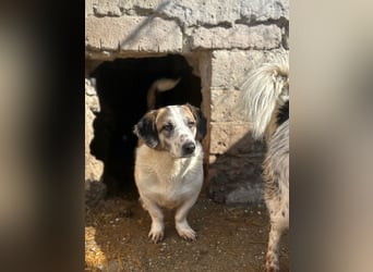 ⭐️BROOKE⭐️, Hündin, 1,5 Jahre, 32 cm, Mischling, Tierschutz
