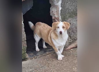 FINN, zurückhaltender Junghund, Rüde, 1,5 Jahre, 34 cm, Mischling, Tierschutz