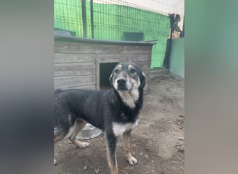 ⭐️ONYA⭐️, Hündin, fast 3 Jahre, 40 cm, Mischling, Tierschutz