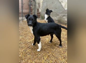 SCHNUCKI, lebensfrohe kleine Entdeckerin, Hündin, 6 Monate, 36 cm, Mischling, Tierschutz