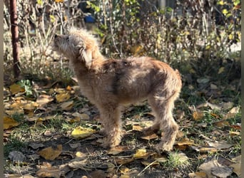 Masni - Zuckersüße Hündin sucht Zuhause