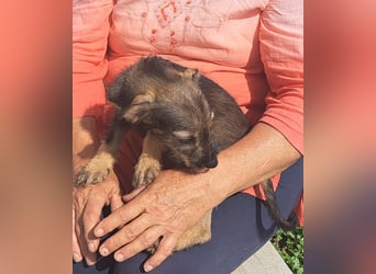 Kaia sucht ihr Für-immer-Zuhause
