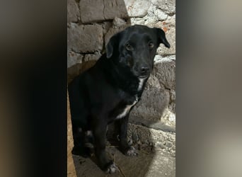 ⭐️RANA⭐️, vorsichtige Hündin, 4,5 Jahre, 38 cm, Mischling, Tierschutz Rumänien