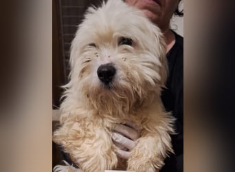 ⭐️BOBO⭐️, Rüde, 1,5 Jahre, 30 cm, Mischling, Tierschutz