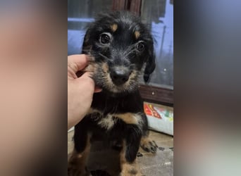 Welpenrüde 890546 stellt sich vor