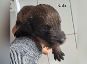 Die kleine Kaia sucht ihr Für-immer-Zuhause