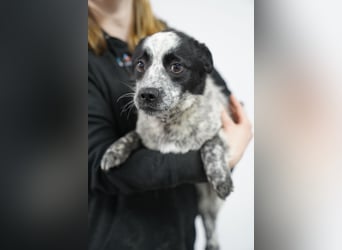 ⭐️NINO⭐️, kleine Schmusebacke, Rüde, 11 Monate, ca. 30 cm, Mischling, Tierschutz Rumänien