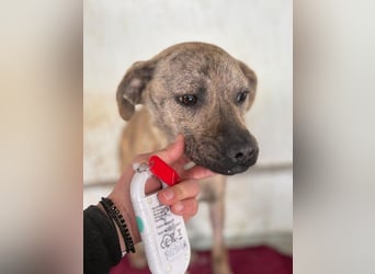 ⭐️LIV⭐️, Hündin, 1 Jahr, 40 cm, Mischling, Tierschutz