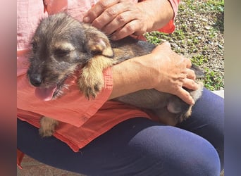 Kaia sucht ihr Für-immer-Zuhause