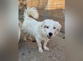FINJA, sensible Hündin, 1,5 Jahre, 34 cm, Mischling, Tierschutz