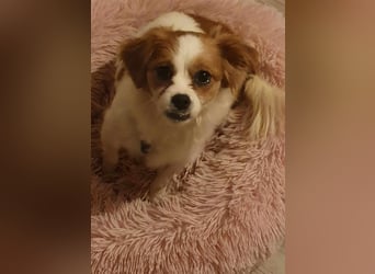 ANA - auf Pflegestelle in 52355 Düren