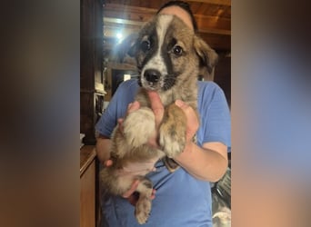 Welpenrüde 273769 stellt sich vor