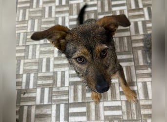 ⭐️ Alexa⭐️, liebevolles Hundekind, 10 Monate, 36 cm, Mischling, Tierschutz