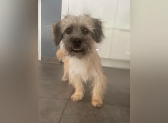 BRUNA, lustiger Clown, 2,5 Jahre, 30 cm, Pflegestelle 46359, Tierschutz Rumänien