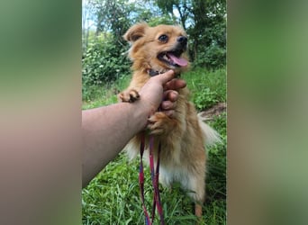 Luna Tierschutzhund sucht ein Zuhause