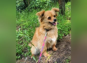 Luna Tierschutzhund sucht ein Zuhause