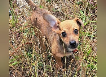 Kleine Lumi kann bald in Hessen besucht werden