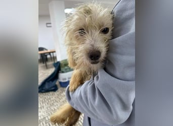 ⭐️LILO⭐️, Hündin, 2 Jahre, 30 cm, Mischling, Tierschutz