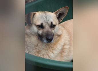 TONI, verschmustes Notfellchen, 3 Jahre, 29 cm, Mischling, Tierschutz Rumänien