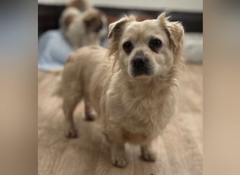 ⭐️TIC⭐️, unkomplizierte Hundemaus, 2 Jahre, 30 cm, Mischling, Tierschutz