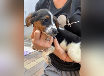 Pufi - möchte dein Herz erobern