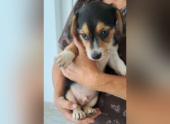 Yuki - kleiner Mann auf der Suche nach seinem Glück