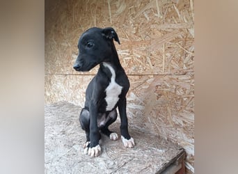 Sonic Tierschutzhund sucht ein Zuhause