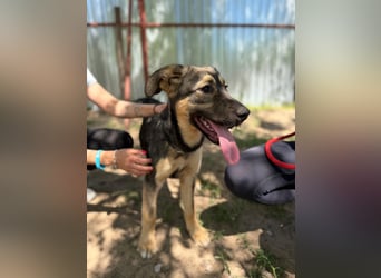 Nalani sucht Spiel, Spaß und Liebe