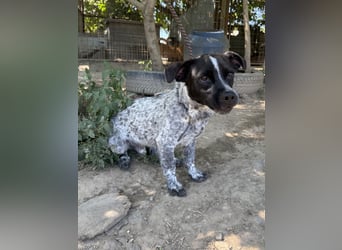 Rocky sucht sein Für Immer Zuhause