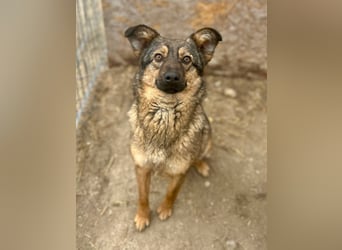 ⭐️PANY⭐️, Hündin, 1,5 Jahre, 37 cm, Mischling, Tierschutz