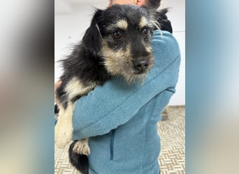 ⭐️Tahia⭐️, kleine Zottel-Maus Hündin, 2 Jahre, 30 cm, Mischling, Tierschutz