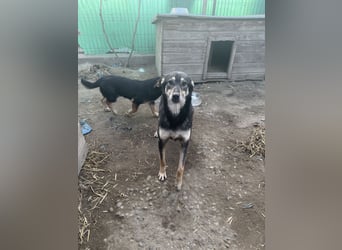 ⭐️ONYA⭐️, Hündin, fast 3 Jahre, 40 cm, Mischling, Tierschutz