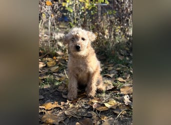 Masni - Zuckersüße Hündin sucht Zuhause