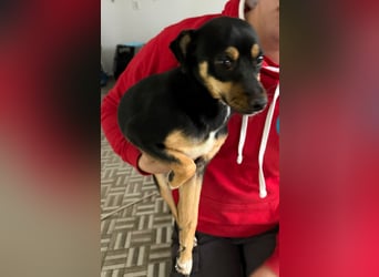 ⭐️ Veleda⭐️, kleine Herzensdame, Hündin, 1,5 Jahre, 30 cm, Mischling, Tierschutz