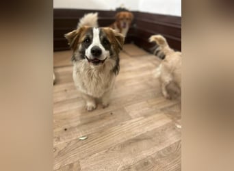 TOC, süßer, kleiner Kerl, Rüde, 2 Jahre, 35 cm, Mischling, Tierschutz