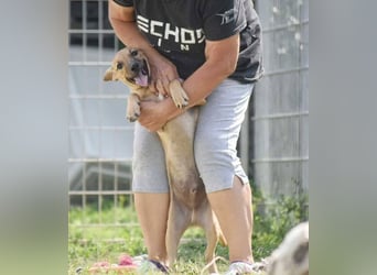 kleine Maus Fura sucht ihr Glück