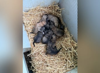 Kleiner Schatz Nash sucht großes Glück