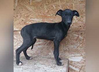 Suki Tierschutzhund sucht  ein Zuhause