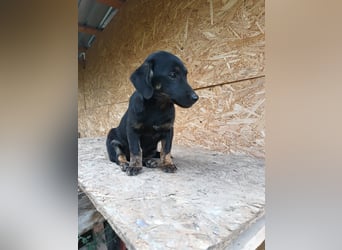 Zoe Tierschutzhund sucht ein Zuhause