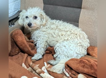Der kleine Fizz sucht ein liebevolles Zuhause