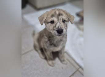Welpenrüde Dooley sucht sein neues Zuhause